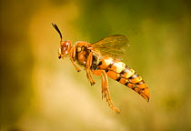 Female Cicada killer wasp (Sphecius grandis) in flight, captive.