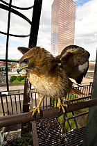 Red tailed hawk (Buteo jamaicensis) perched on a fire escape, Downtown Portland, Oregon, USA, May.