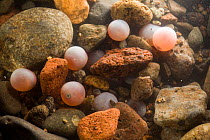 Coho salmon (Oncorhynchus kisutch) eggs in a redd, 10 weeks after spawning, Washington, USA, February.