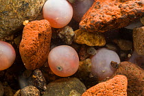 Coho salmon (Oncorhynchus kisutch) eggs in a redd / nest, 10 weeks after spawning, Washington, USA, February.