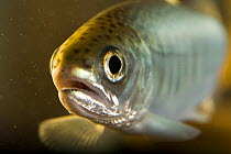 Coho salmon (Oncorhynchus kisutch)  fry portrait, captive.