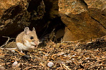 Deer mouse (Peromyscus maniculatus) eating a seed at night, John Day Fossil Beds National Monument, Clarno Unit, Oregon, USA, July.