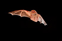 Female Eastern red bat (Lasiurus borealis) in flight with mouth open, near the Conasauga River, Chattahoochee National Forest, Georgia, USA, July.