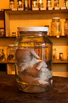 Preserved African elephant (Loxodonta africana) foetus in a glass jar, Education Center at the Chiangali Wildlife Orphanage, Bulawayo, Zimbabwe, November 2011.