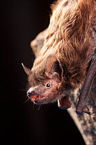 Evening bat (Nycticeius humeralis) perching at night, Central Texas, USA, March.