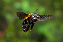 Female Anthophorine bee (probably Anthophora sp) in flight, Matobo National Park, Zimbabwe, November.
