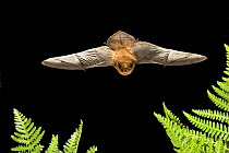 California myotis (Myotis californicus) in flight, Rogue River National Forest, Oregon, USA, August.
