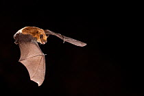 Big brown bat (Eptesicus fuscus) in flight at night, Sulphur Springs, Central Washington Desert, USA, June.