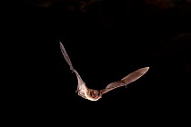Long-legged myotis (Myotis volans) flying out of pond cave at night, Craters of the Moon National Monument, Idaho, USA, June.