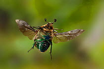 Euphoria beetle / Emerald euphoria (Euphoria fulgida) in flight, Central Texas, USA, March.