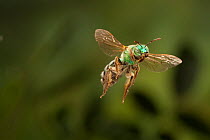 Native green bee (Andrena ilicis) in flight, Texas, USA, March.