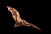 Male Hoary bat (Lasiurus cinereus) in flight, near the Conasauga River, Chattahoochee National Forest, Georgia, USA, July.
