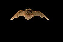 Silver-haired bat (Lasionycteris noctivagans) in flight at night that was rescued as a pup, raised to adulthood, ready for release into the wild, Central Washington, USA, June.