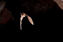 Western long-eared bat (Myotis evotis) flying out of Pond Cave, Craters of the Moon National Monument, Idaho, USA, June.