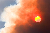 Smoke from a forest fire obscuring the sun, Deschutes National Forest, Oregon, USA, August 2007.