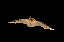 Young Fringed myotis bat (Myotis thysanodes) in flight, Coconino National Forest, Arizona, USA, July.