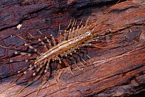 House centipede (Scutigera coleoptrata) on rotting wood, Western Washington, USA.
