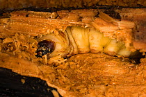 Giant root borer beetle (Prionus californicus) larva boring through decaying soft wood, Colevlle National Forest, Washington, USA, October.