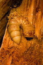 Giant root borer beetle (Prionus californicus) larva boring through decaying soft wood, Colevlle National Forest, Washington, USA, October.