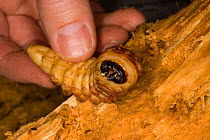 Fingers holding Giant root borer beetle (Prionus californicus) larva, Colevlle National Forest, Washington, USA, October.