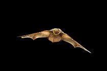 Hoary bat (Lasiurus cinereus) in flight, Kaibab National Forest, Arizona, USA, July.