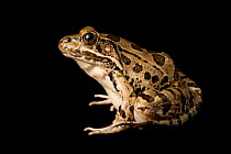 Rio Grande leopard frog (Lithobates / Rana berlandieri) portrait, Texas, USA, September. Controlled conditions.
