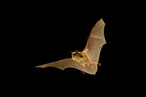 Llittle brown bat (Myotis lucifugus) in flight at night, The Nature Conservancy's Dutch Henry Falls Preserve, Central Washington, USA, June.
