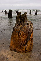 2000 year old tree stumps uncovered by coastal erosion, Ghost Forest near Neskowin, Oregon Coast, USA, April 2008.