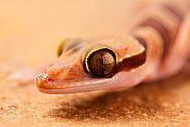 Nightstalker gecko (Cyrtodactylus intermedius) portrait, captive from Malaysia and Thailand.