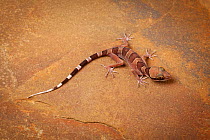 Nightstalker gecko (Cyrtodactylus intermedius) on rock, captive from Malaysia and Thailand.