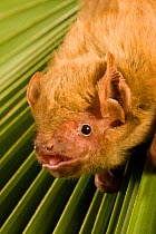 Northern yellow bat (Lasiurus intermedius) portrait, on palm frond, Texas, USA, September.