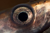 Juvenile Three toothed / Pacific lamprey (Lampetra tridentata) close up of eye, USGS Columbia River Research Lab, Willard, Washington, USA.