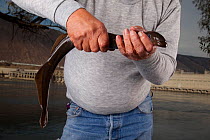 Technical supervisor for the Nez Perce Department Of Fisheries Resources Management holding an adult Three toothed / Pacific lamprey (Lampetra tridentata) before placing it in a holding tank. The Colu...