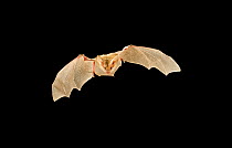 Pallid bat (Antrozous pallidus) in flight at night, Kaibab National Forest, Arizona, USA, July.