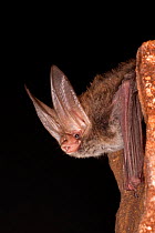 Rafinesque's big-eared bat (Corynorhinus rafinesquii) portrait, resting, Big Thicket National Preserve, Texas, USA, March.