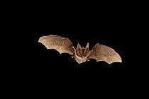Rafinesque's big-eared bat (Corynorhinus rafinesquii) in flight at night, Big Thicket National Preserve, Texas, USA, March.