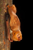 Male Eastern red bat (Lasiurus borealis) on tree trunk, near the Conasauga River, Chattahoochee-Oconee Natonal Forest, Georgia, USA, July.