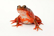 Female Northern red-legged frog (Rana aurora) portrait, captive, taken with license.