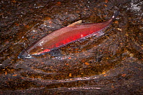 Male Coho slamon (Oncorhynchus kisutch) swimming upstream in Cedar Creek to the Sandy Fish Hatchery, Oregon, USA, October.