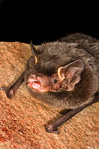 Silver-haired bat (Lasionycteris noctivagans) on rock, that was rescued as a pup, raised to adulthood, and ready for release into the wild, Central Washington, USA, June.