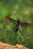 Spider / Pompilid wasps (Pompilidae) in flight, High desert, Washington, USA, June.