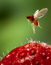 Female Spotted wing fruit fly (Drosophila suzukii) in flight over a strawberry, Oregon, USA, March.