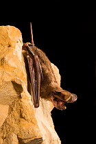 Male Big free-tailed bat (Nyctinomops macrotis) roosting on rock, Texas, USA September.