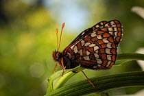The Taylor's checkerspot butterfly (Euphydryas editha taylori) on leaf, Willamette Valley, Oregon, USA, July.