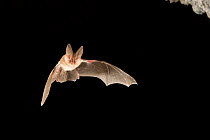 Townsend's big-eared bat (Corynorhinus / Plecotus townsendii) flying out of cave at dusk, Derrick Cave complex, Central Oregon, USA, August.