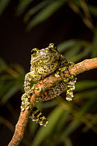 Vietnamese mossy frog (Theloderma corticale) clinging to branch, native to Northern Vietnam, Captive.