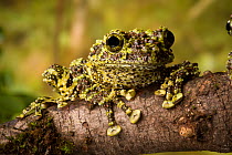 Vietnamese mossy frog (Theloderma corticale) on branch, native to Northern Vietnam, Captive.