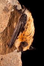 Western small-footed bat (Myotis ciliolabrum) roosting on rock at night, near Sulphur Springs, Washington, USA, June.