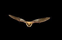 Western small-footed bat / myotis (Myotis ciliolabrum) in flight at night, Kaibab National Forest, Arizona, USA, July.