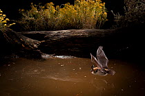 Myotis bat flying hunting over small watering hole in the high-desert of Central Oregon, USA, September.